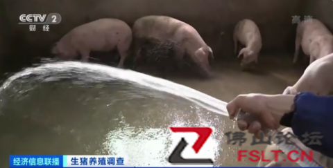生猪价格连降6周，养一头猪亏四五百元，猪肉“白菜价”还将持续？业内人士分析