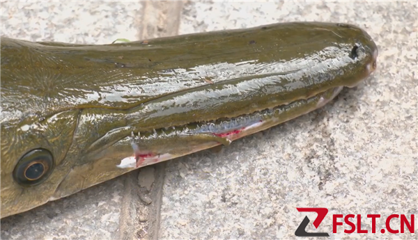 抽干湖水 如此大费周章抓一条鱼值得吗？