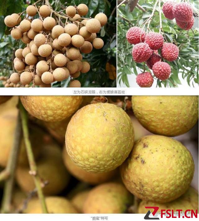 研发历时15年，世界首个龙眼与荔枝杂交新品种诞生，取名“脆蜜”！
