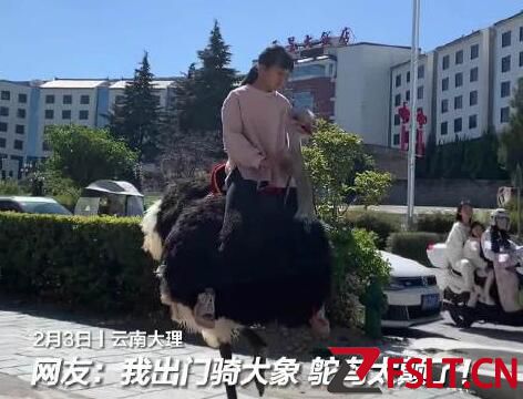 云南小女孩骑鸵鸟上学从容淡定 画面曝光简直太霸气了