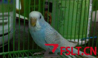 家养小鹦鹉吃什么食物 家养小鹦鹉吃哪些食物