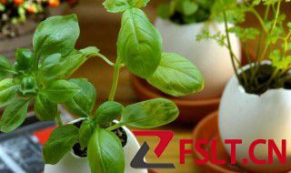 淘米水放几天可以浇花 淘米水放多少天可以浇花