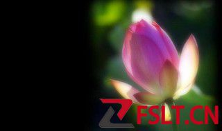 荷花的寓意是什么呢 荷花的花语是什么