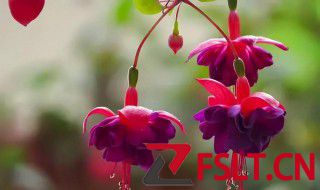 灯笼花插接方法 灯笼花的扦插方法