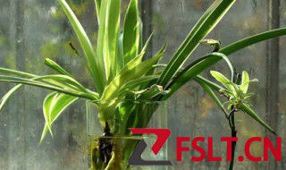 吊兰水养方法和注意事项 水培吊兰的养殖方法和注意事项