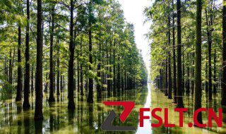 水杉被誉为植物界的什么 银杉被称为植物界的是什么