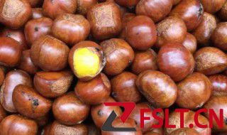 狗能吃栗子吗 狗吃栗子好吗