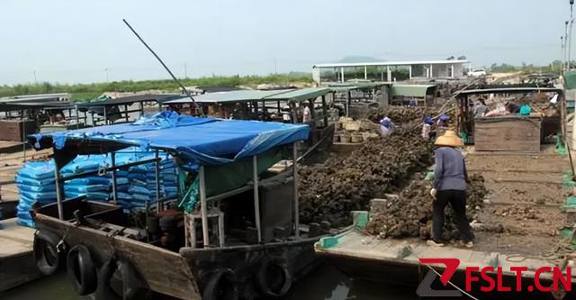 “中国蚝乡”就在广东这里，吃一顿令人回味无穷的肥美全蚝宴