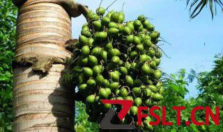 槟榔的危害与好处 详解槟榔的危害和好处