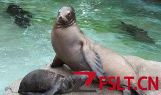 海狮和海豹的区别 海狮和海豹的区别是什么