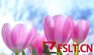 郁金香花语和寓意 郁金香花语和寓意分享