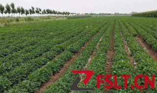 花生覆膜的正确方法 花生怎么覆膜