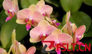 蝴蝶兰的花语和寓意 蝴蝶兰的寓意是什么