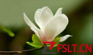 玉兰花有啥寓意 关于玉兰花的寓意介绍