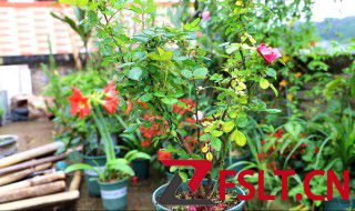 小型月季什么时候修剪好 月季什么时候修剪最好