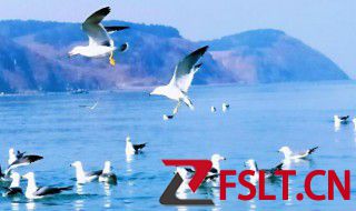 海鸥为什么没人吃 不吃海鸥的原因