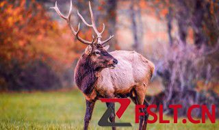 麋鹿有什么寓意呢 麋鹿的寓意介绍