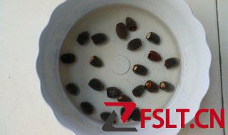 浸泡花种子的方法 怎么浸泡花种子
