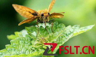 菊花生腻虫了怎么办 菊花生腻虫了如何解决