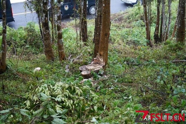 50年老树被盗砍，损失超百万，揭开了种植沉香的最大困境