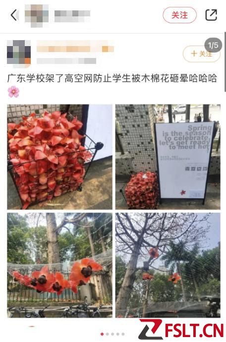 假如砸中牛顿的不是苹果，而是广东的木棉花……