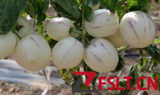 人参果是树上结的还是地上长的 人参果简单介绍