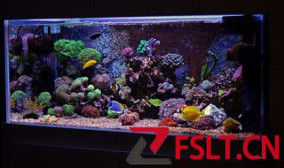 防止鱼缸发霉的小妙招 如何防止鱼缸发霉