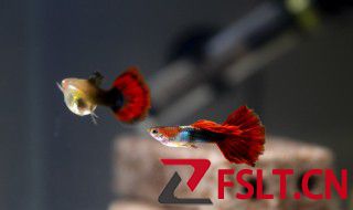 小型观赏鱼喂食妙招 观赏鱼每天喂食的最佳时间是什么时候