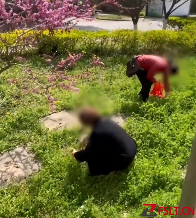 南京一高校涌入大爷大妈挖野菜，拍摄者：很多同学会在河边种植物当材料，他们挖的可能