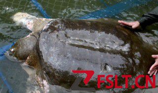 老鳖怎么养 老鳖怎么养殖