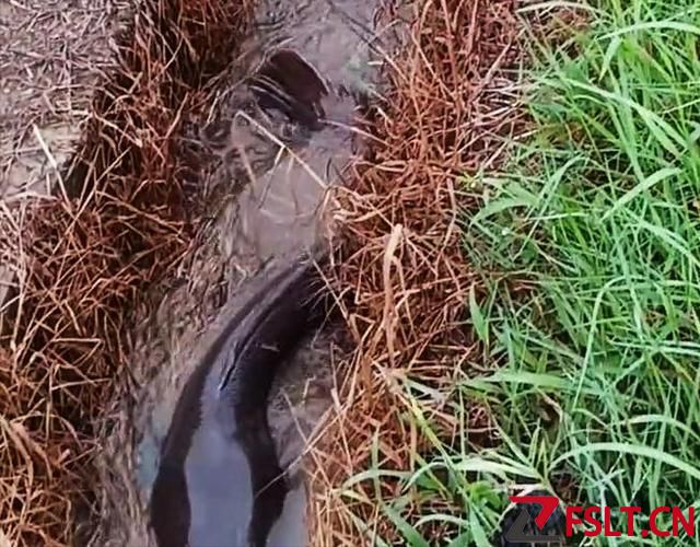 大雨后，一群大鱼“洗劫”了红薯地？老乡头疼：赶走了又来