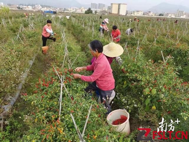解决“椒”虑！佛山驻天堂镇帮扶工作队为当地辣椒拓销路