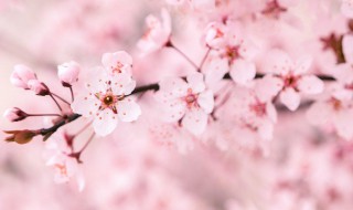 樱花什么季节开 樱花介绍